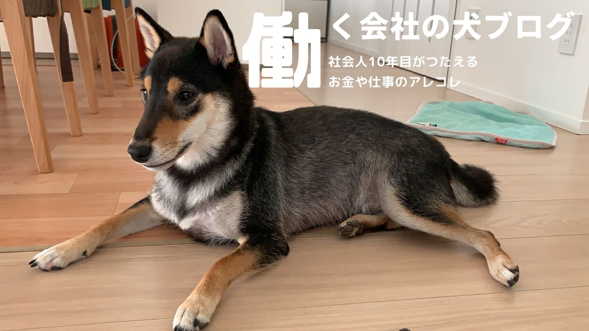 働く会社の犬ブログ